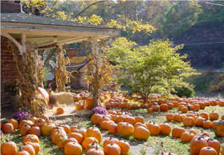 Pumkin.jpg (38088 bytes)