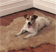 Village Shop - Pet Pad